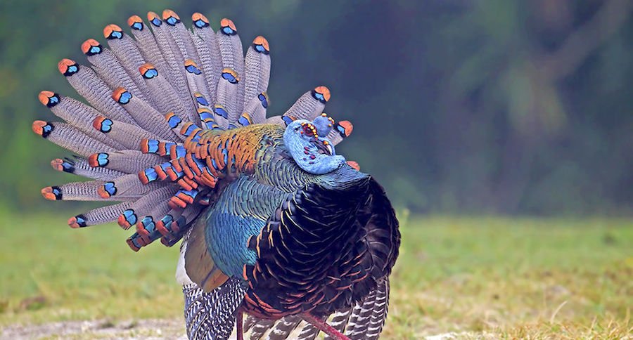 الديك الرومي Ocellated turkey  DrlhLjVWkAEfrBy