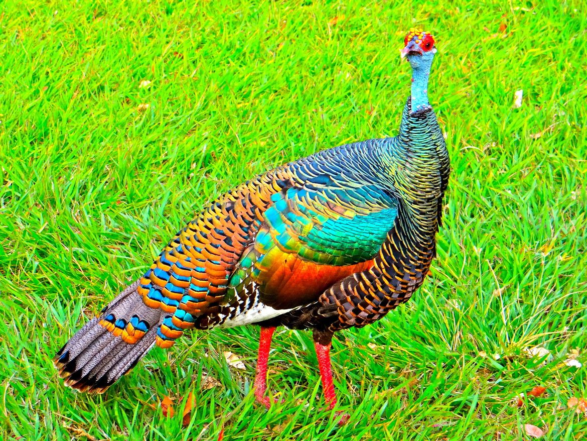 الديك الرومي Ocellated turkey  DrlhLjYXQAIq3CM