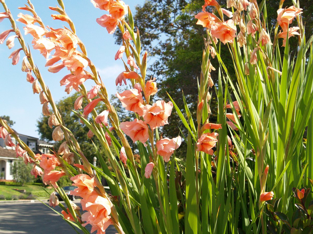 Gardening Community On Twitter Plant Recommendations Bulbs For Gardening Community On Twitter Plant Recommendations Bulbs For Southern California By Evelyn Alemanni Https T Co Rtx2pbxlnk Plants Garden