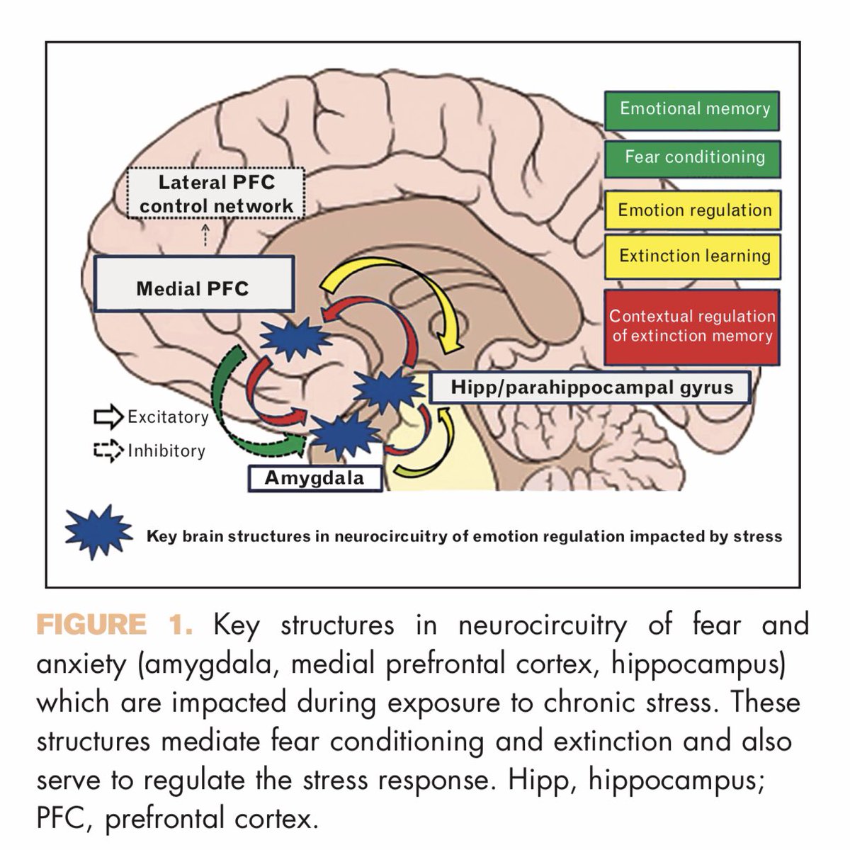 Christoph Burch on Twitter: "Can anxiety damage the brain? Mah et ...