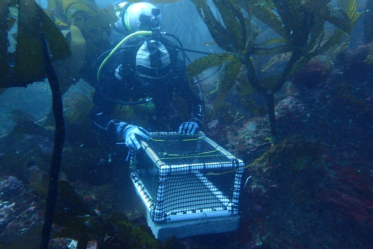 NOAA Habitat (@noaahabitat) on Twitter photo NOAA’s #Veteran Corps partnership in #California is piloting an innovative project helping restore the iconic #abalone, helping them be SAFE: go.usa.gov/xPwan #VeteransDay #ConservationCorps <a href="/NOAAFish_WCRO/">NOAAFish_WCRO</a> NOAA’s #Veteran Corps partnership in #California is piloting an innovative project helping restore the iconic #abalone, helping them be SAFE: go.usa.gov/xPwan #VeteransDay #ConservationCorps <a href="/NOAAFish_WCRO/">NOAAFish_WCRO</a>