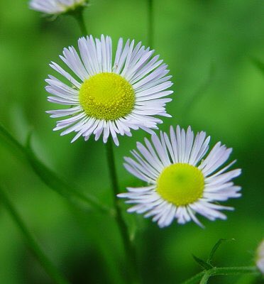 草木のこと Erigeron Annuus ヒメジョオン 花だけを見るとハルジオン と見分けがつかないくらい似ているのだが ヒメジョオンの方が背が高く花は小さくて数が多い 空気が綺麗な地域に咲くヒメジョオンの花は花弁が紫っぽいものが見つかる 姫女菀の 女菀