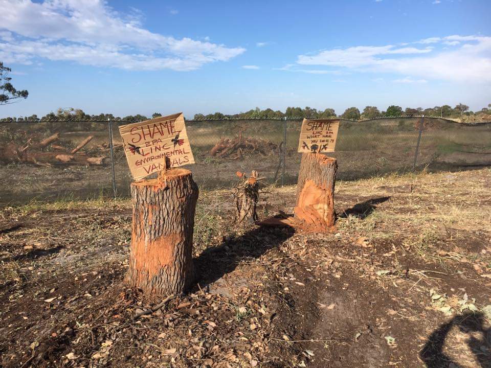SayNoToRoe8's tweet photo. Total destruction of large black cockatoo roost near #brixtonstreetwetlands by Linc Property.  @CityofGosnells fail to protect environmental asset https://t.co/V1KmZBpK3y