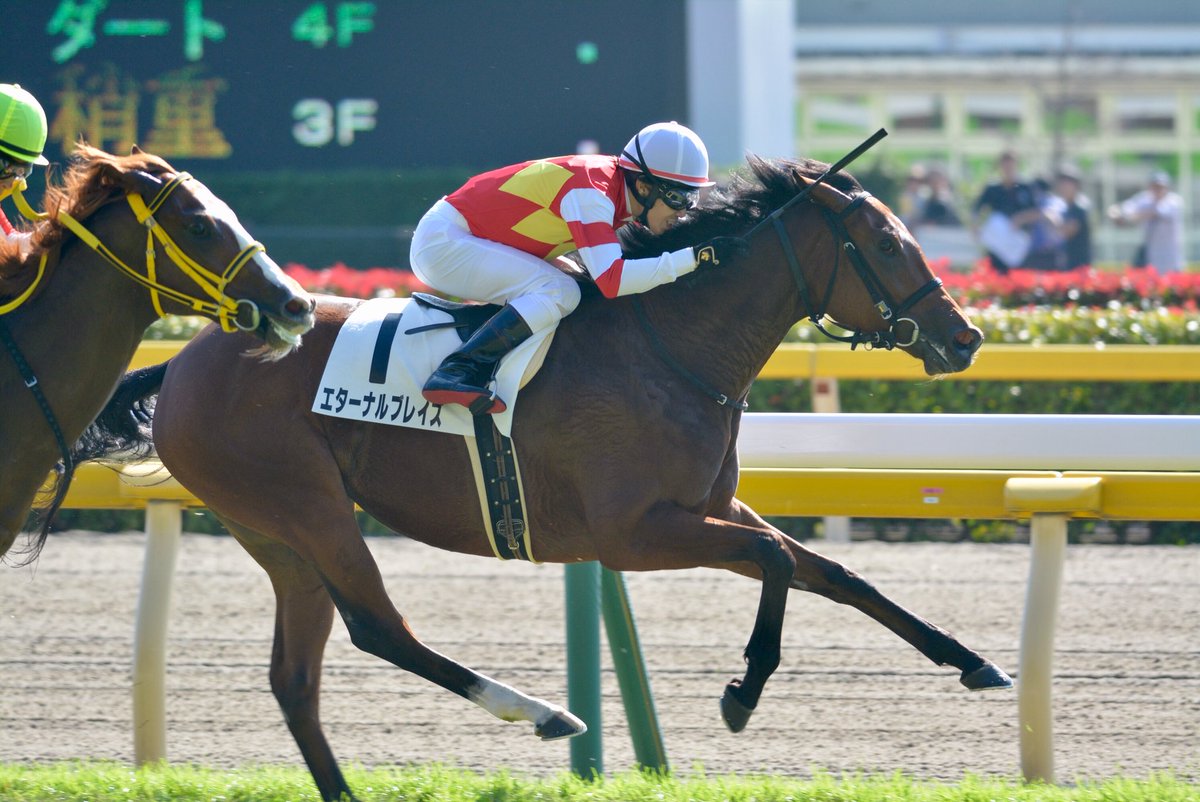 風太 در توییتر 競馬場には面白い名前の馬がたくさんいたり 馬だけではなくグルメも充実していたり 時にはタダで何かもらえたりします 興味持たれた方は是非一度競馬場に足を運んでみてください きっと新しい世界が そう きっとここから始まる