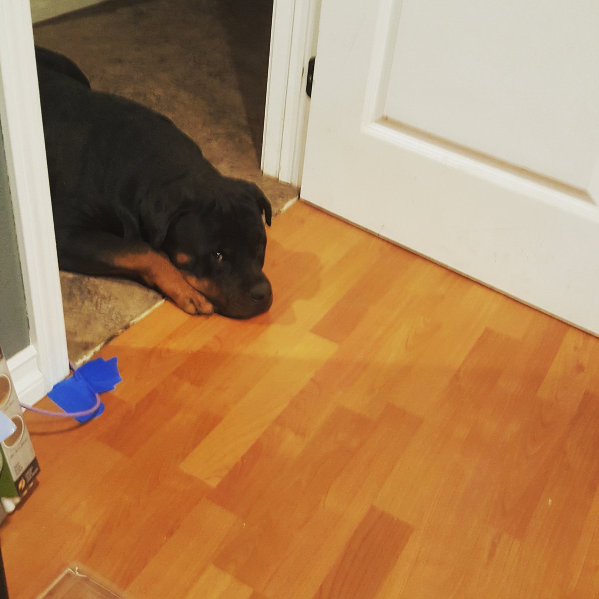 Bangarang_Live's tweet photo. Look at this adorable ass pup!!!! This my life...its perfect!! #rottypup #mansbestfriend https://t.co/XiRLJnH5DP