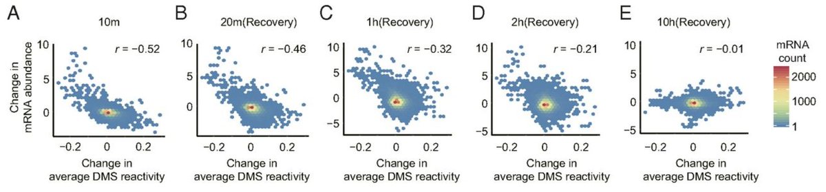 phil_bevilacqua's tweet photo. Acute heat stress and genome-wide RNA structurome reprogramming study between #AssmannLab and #BevilacquaLab is out.  Acute heat shock globally regulates mRNA abundance. https://t.co/8mspDXL07g https://t.co/NmPviNbyTy