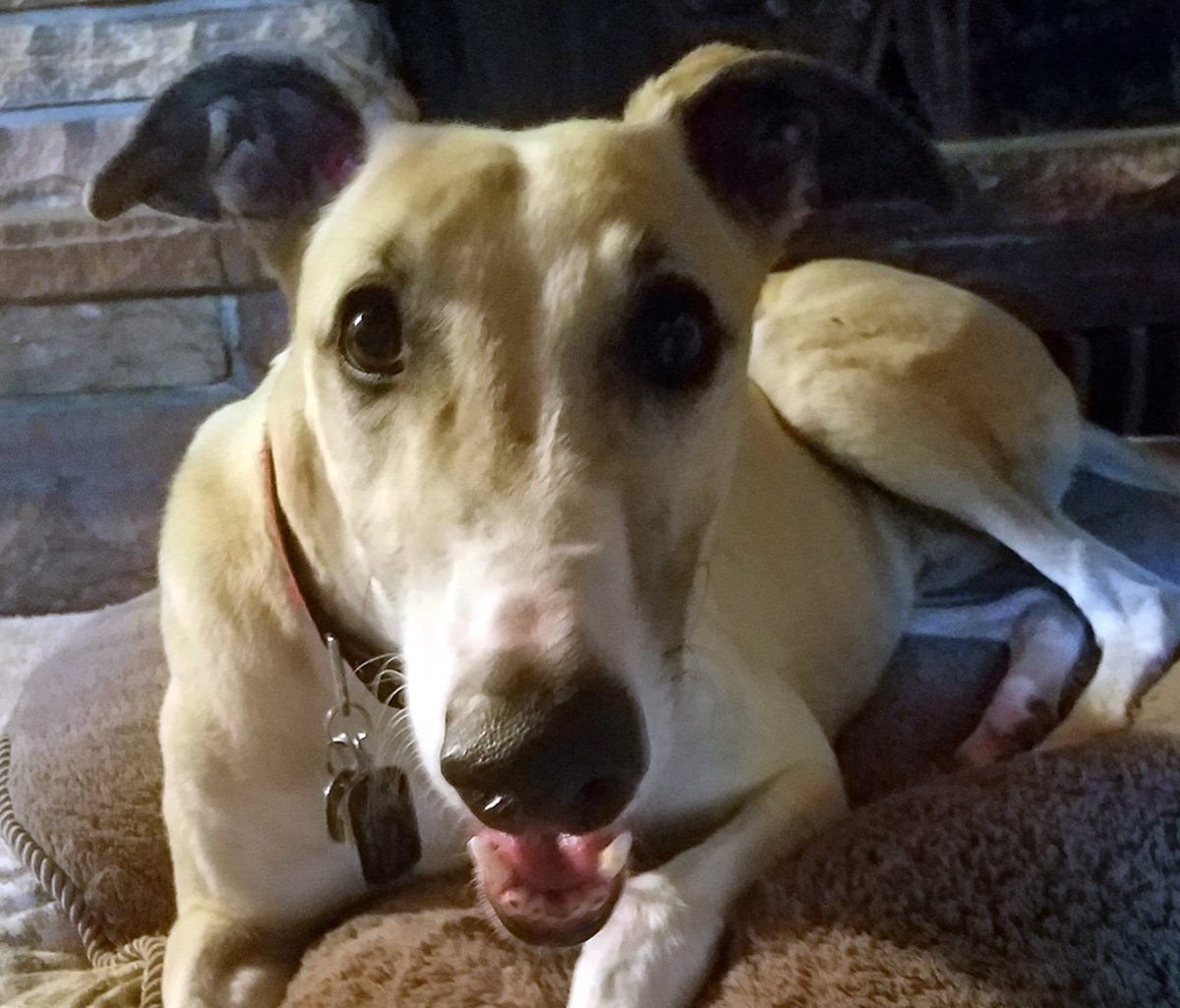 AZ Greyhound Rescue (AZGreyRescue) Twitter