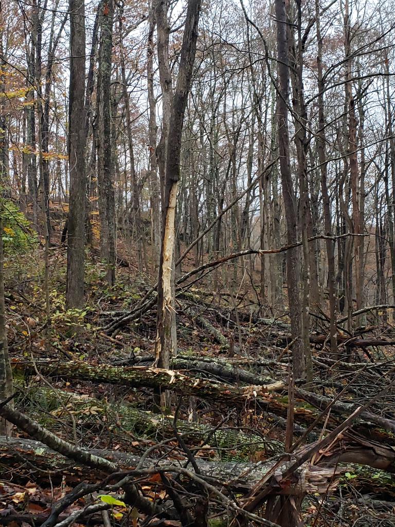Addicted2season's tweet photo. Wonder what could of done this here in KY ..
#stayaddicted #kentucky #whitetailhunting https://t.co/6yKBrOog9u