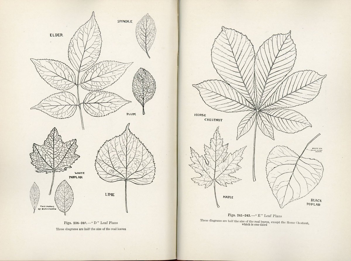 イギリスでは、過去に植物の美術解剖学に関するモノグラフが出版されている。内容は、植物の描き方、種類、構造など。近年もサラ・シンブレットが"Botany for the artist"を執筆している。人体もそうだが、対象の構造を知ると、単に観察するよりも、目で追えるようになる。 
