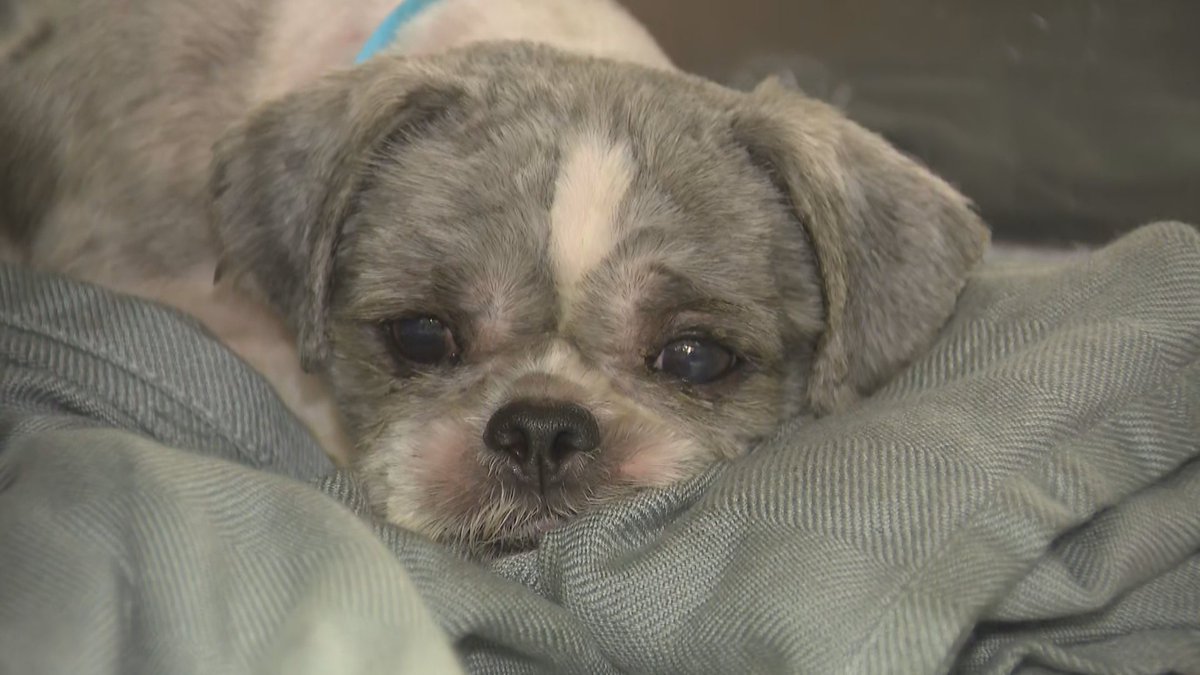 100 dogs rescued from filth at Miami-Dade home go up for adoption bit.ly/2RMK4R0?utm_so… https://t.co/O9zIB39r07