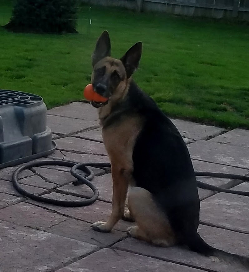 TheLuckyPupp's tweet photo. @PascoSheriff Roxy has it all #LockedUp & waiting to see Shep ๐พ๐พ #GotShep ? #9PMRoutine Central NY https://t.co/ftPMsdnVO7