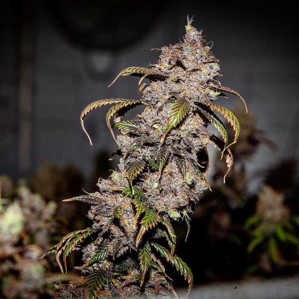 HIGH_TIMES_Mag's tweet photo. Learn how to increase your quality and yields with @ThreeALight and @successnutrient. 💪🌳 • https://t.co/fPLB5QTXXB #ThreeALight #SuccessNutrients #growyourown https://t.co/n6iOnjlTvi
