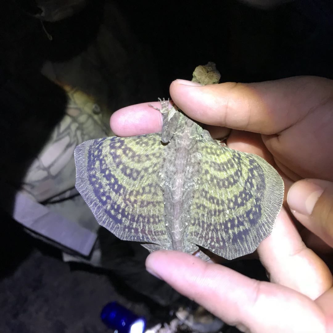yl422's tweet photo. Draco the flying lizard https://t.co/FutLgA6WtE