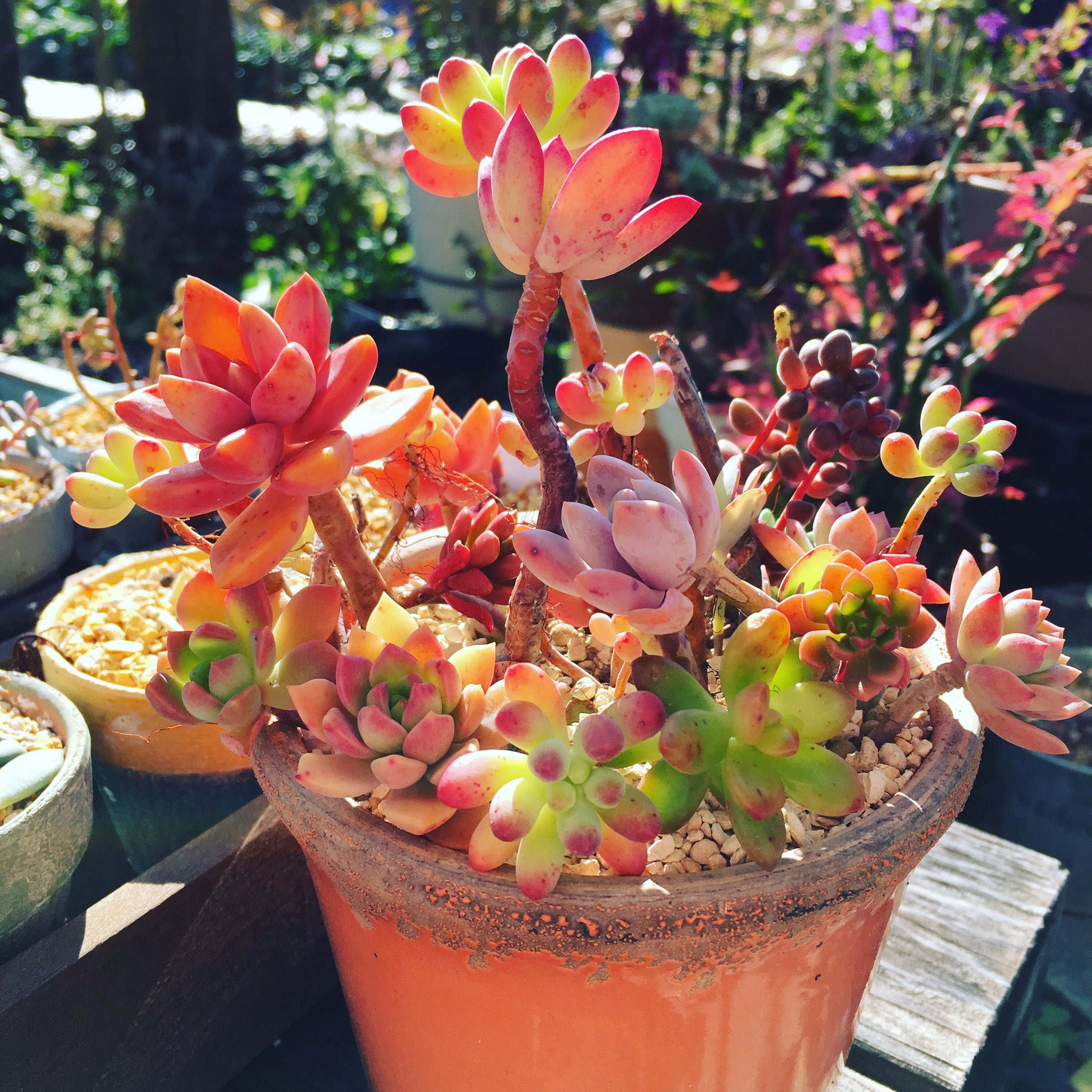 多肉植物☆カリフォルニアレインボー☆大☆1カット☆綺麗な紅葉 多肉植物☆カリフォルニアレインボー☆大☆1カット☆綺麗な紅葉