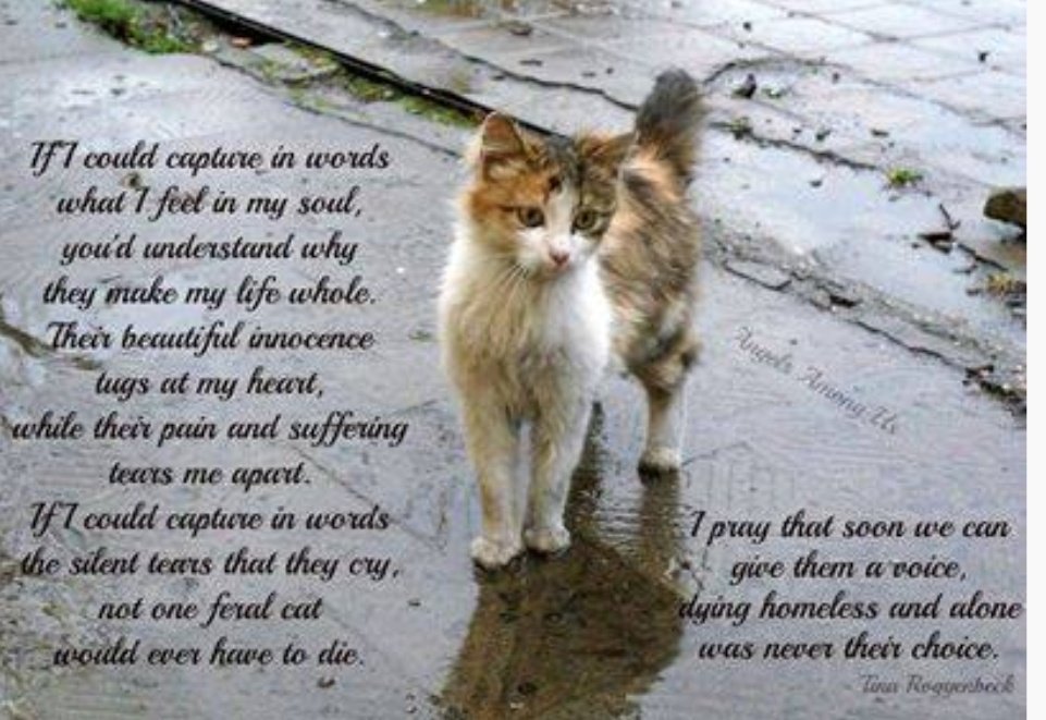 🌻Samson Cat🐱 tweet media