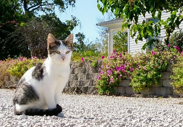 ShootyDoody's tweet image. If your pet was on a dating app, post the picture that would be their profile pic.