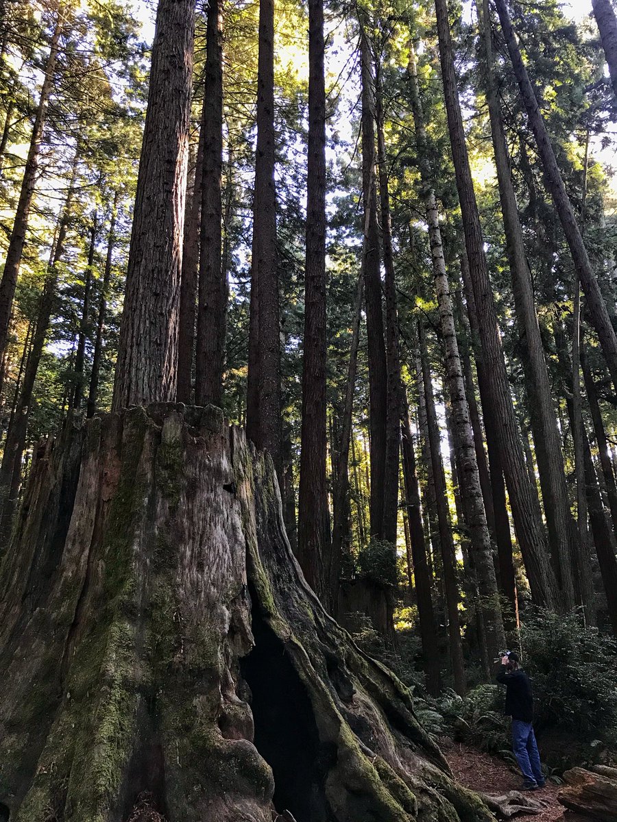 justingroach's tweet image. Humboldt County, California