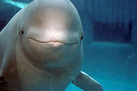 Hana イッカク 飼育されている水族館は世界中のどこにもなくて 日本では大阪の海遊館でレプリカがあるくらいなのかな 卵型に真っ直ぐな角 最高に美しい生き物だと思う