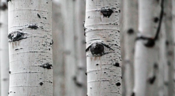 Robert Macfarlane Words Of The Day The Watchful Tree Folk Name Given Variously To The Silver Birch The Aspen Because Of The Eyes That Seem To Gaze From These