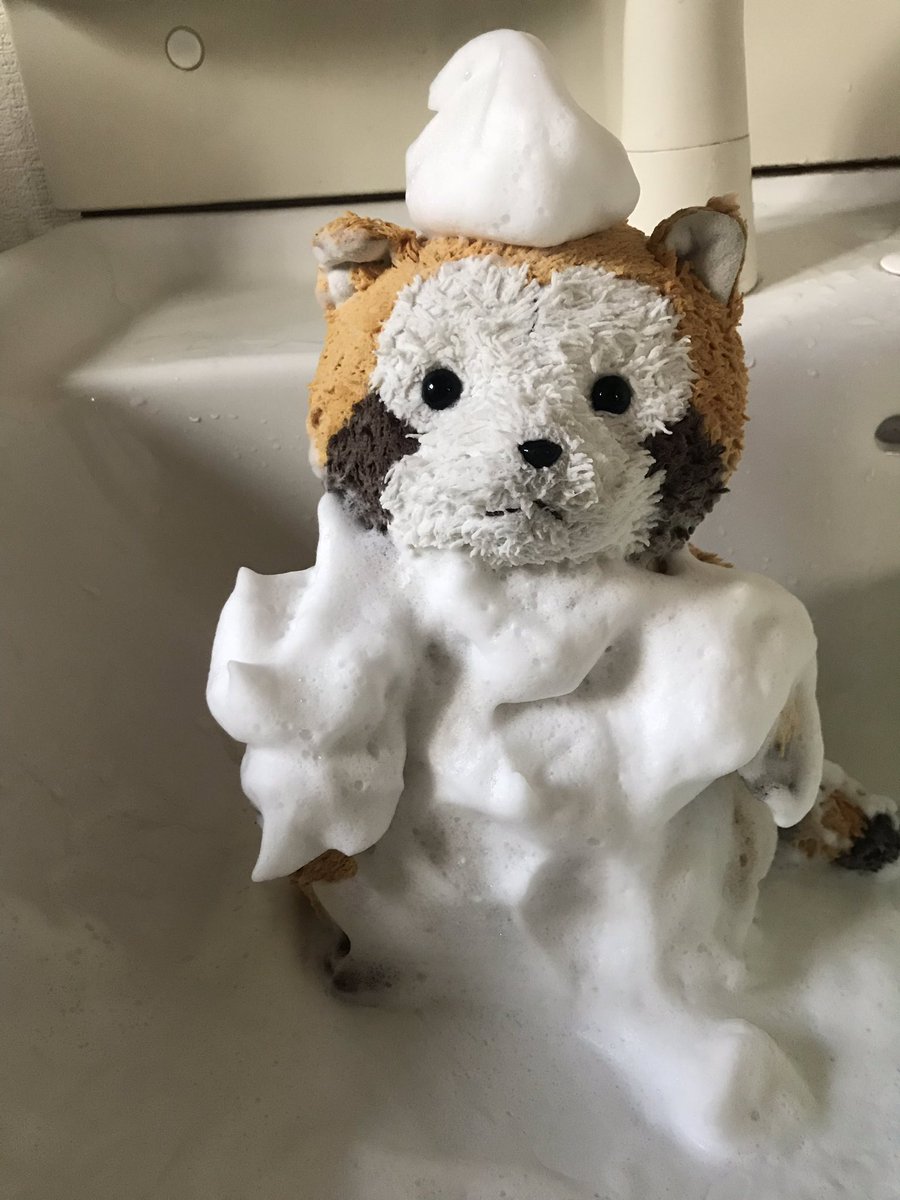 rrascal05's tweet image. 今日はお風呂に入ったミャ🛁
きれいになったね！
明日はしっぽの日だねぇ💭
#ラスカル