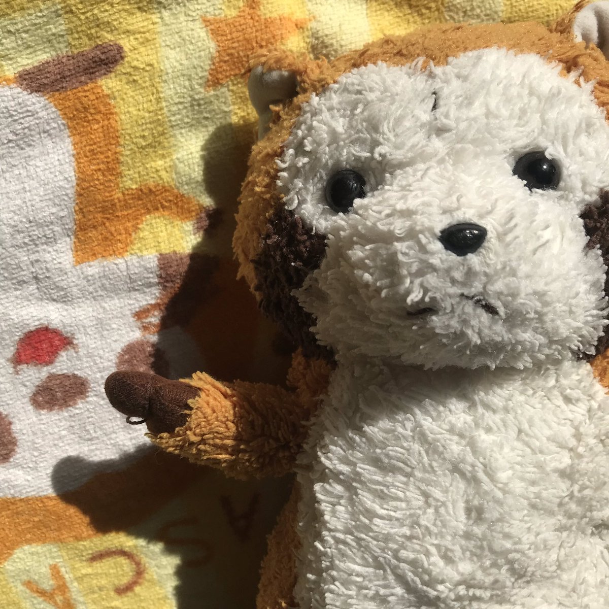 rrascal05's tweet image. 今日はお風呂に入ったミャ🛁
きれいになったね！
明日はしっぽの日だねぇ💭
#ラスカル