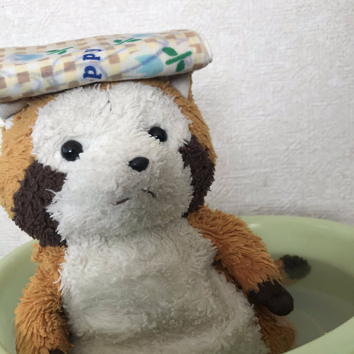 rrascal05's tweet image. 今日はお風呂に入ったミャ🛁
きれいになったね！
明日はしっぽの日だねぇ💭
#ラスカル