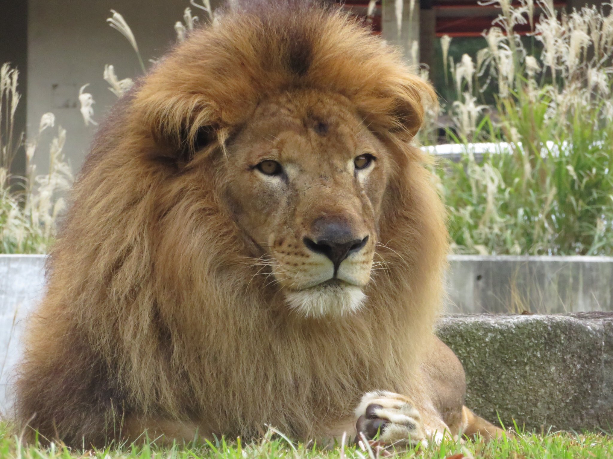 千葉市動物公園 公式 朝一はどんよりな空だったけど 今は快晴 みんな 動物園へおいでよ 千葉県でライオンが見れるのは 千葉市動物公園だけ 飼2 Chibazoo ライオン T Co Mpfzlgmw9y Twitter