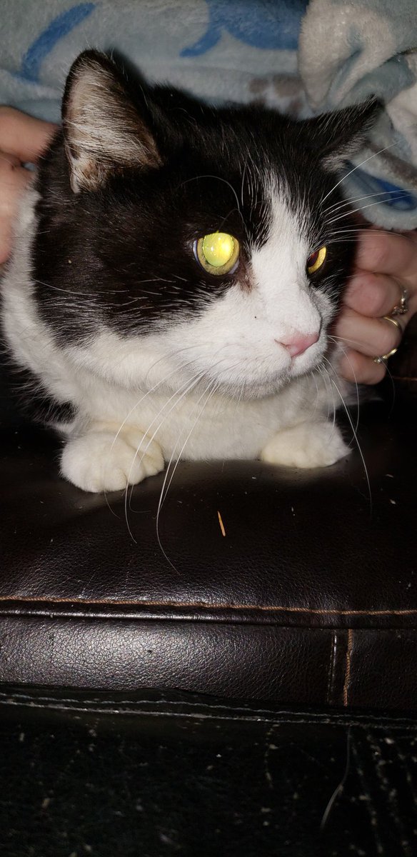 Tencat_'s tweet image. Tonight we had to say goodbye to our brother Mister at the age of 15 you will always be loved and missed R.I.P our beloved Mister