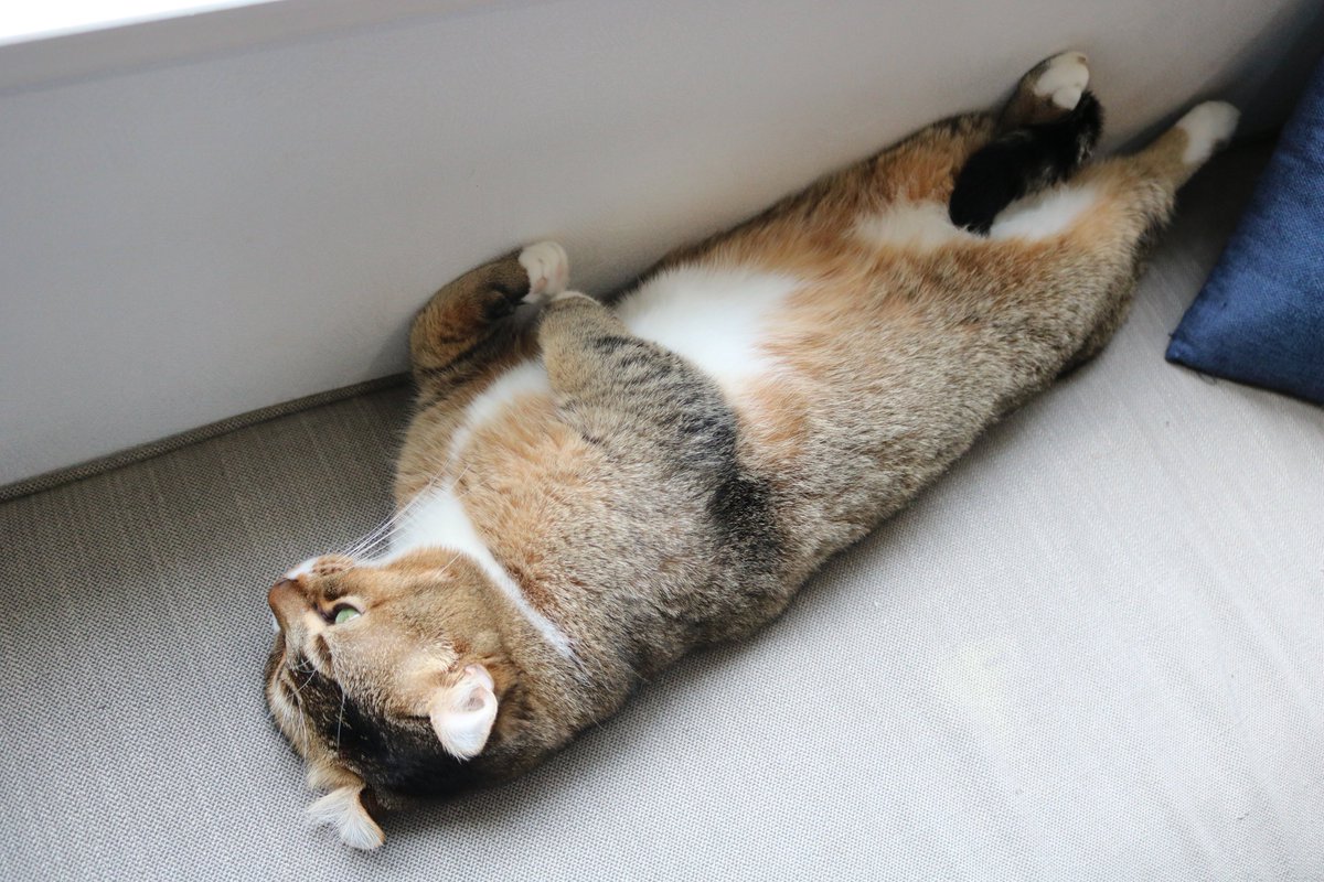 猫カフェ Nyantasista Twitterren 猫らしからぬまっすぐ具合のペコちゃんと 見事なニャンモナイトペコちゃん ペコちゃん伸縮自在です 猫カフェ ニャンタジスタ ペコ キンカロー 猫人間 ニャンモナイト 猫は伸縮自在 猫好きさんとつながりたい 猫カフェ Nyantasista Twitterren 猫らしからぬまっすぐ具合のペコちゃんと 見事なニャンモナイトペコちゃん ペコちゃん伸縮自在です 猫カフェ ニャンタジスタ ペコ キンカロー 猫人間 ニャンモナイト 猫は伸縮自在 猫好きさんとつながりたい