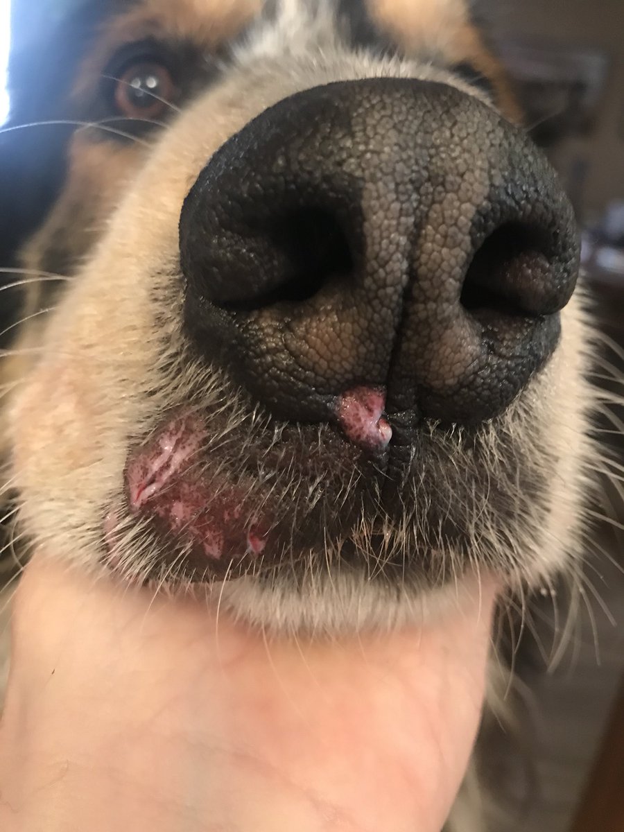 PigeonRobyn's tweet image. Someone’s day didn’t go as planned #missingfrontteeth #hank #oops