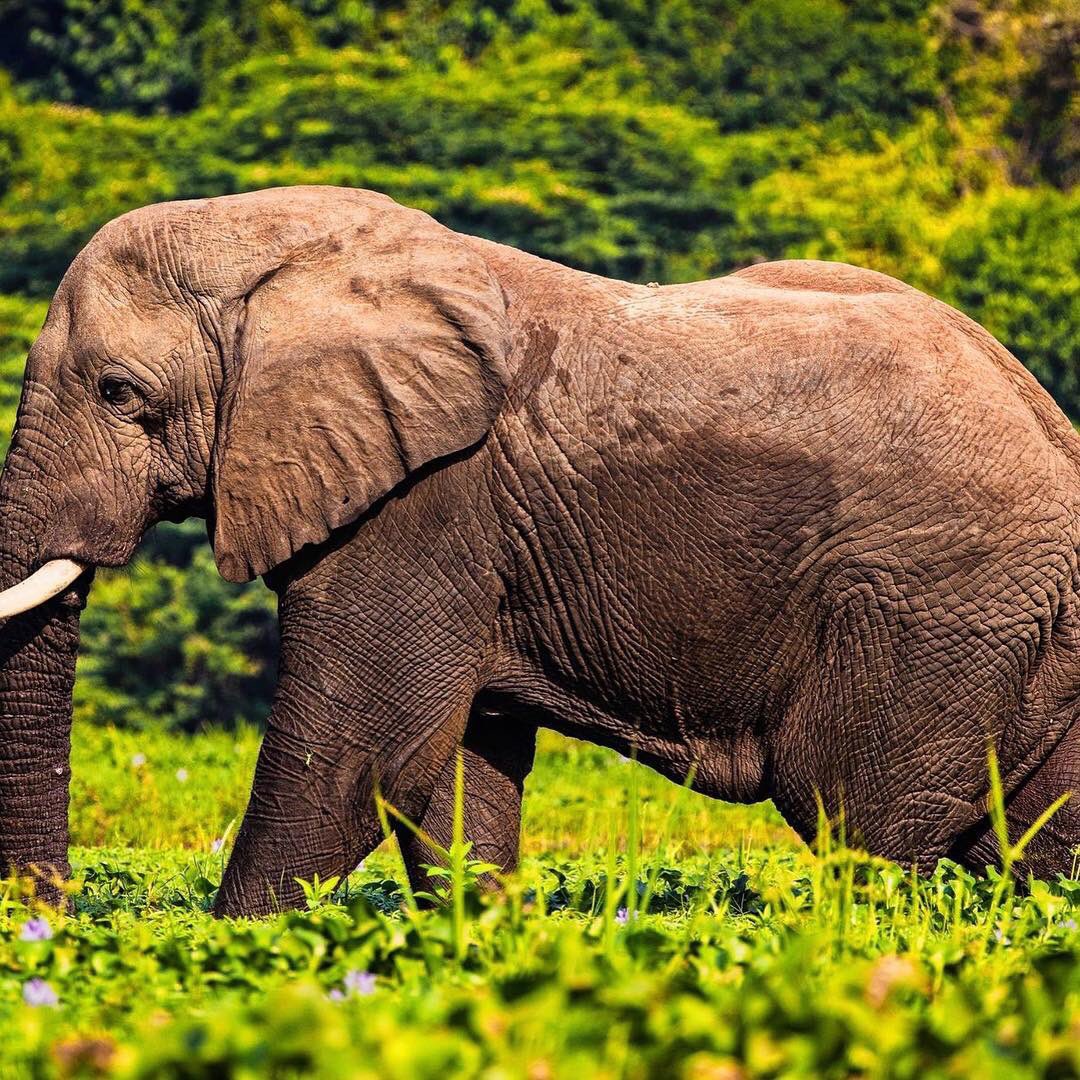 Did you know !
That the largest land #mammal extant today is the African bush elephant 🐘. And in #Uganda can easily be seen in #queenelizabeth and #murchisonfalls #nationalpark . Details ultimatewildsafaris.com #visituganda #africanbushelephants #elephants #elephanttattoo