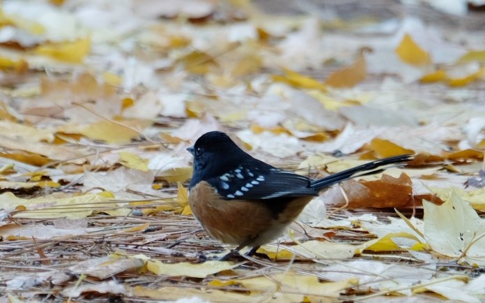 An adult male Spotted Towhee #yosemite #spottedtowhee #fall  @Cheryl_Elvidge @lincssnapper