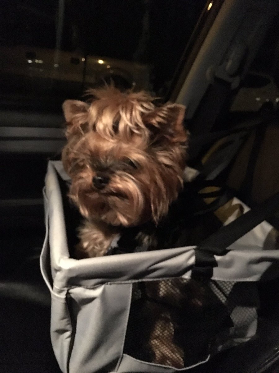 HipwellDan's tweet photo. Unwinding for the weekend. Date night with Lucy... riding high in her car seat. #Yorkis https://t.co/GMK1ZRbl6X