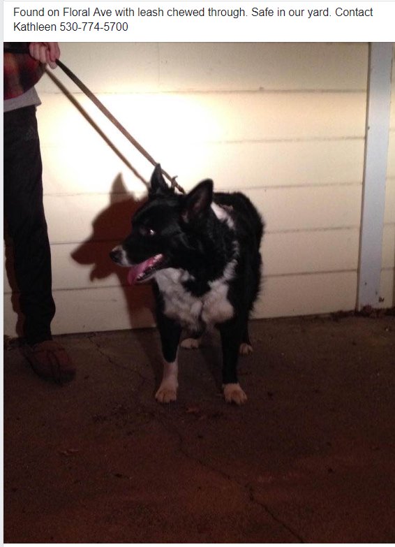 KittyfromVA's tweet image. #SoCalFiresJamesWoods
#CampFireJamesWoods
#CampFire
#HillFire 
#WoolseyFire
#MalibuFire
#CaliforniaFires
Found on Floral Ave with leash chewed through. Safe in our yard. Contact Kathleen 530-774-5700
