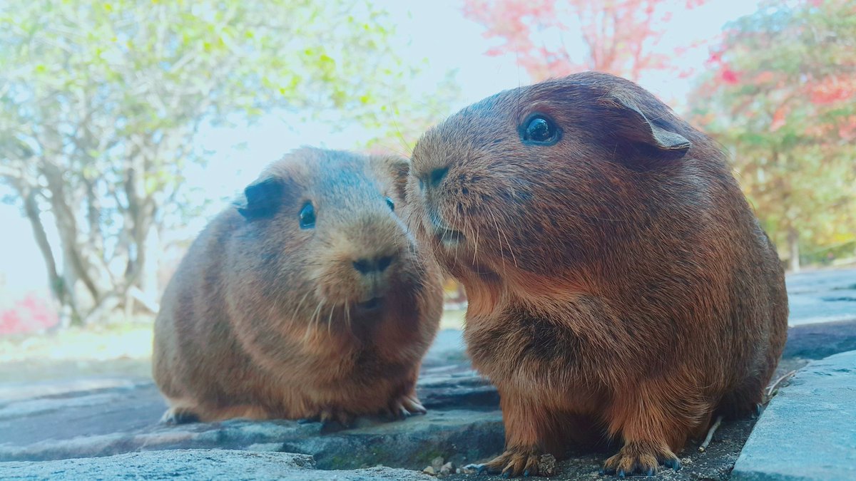 초코 : 잘들어.. 다음에 또 내 상추 뺏어먹으면, 그때엔 널 부숴버리겠어.
메밀 : ...!
#モルモット #guineapig