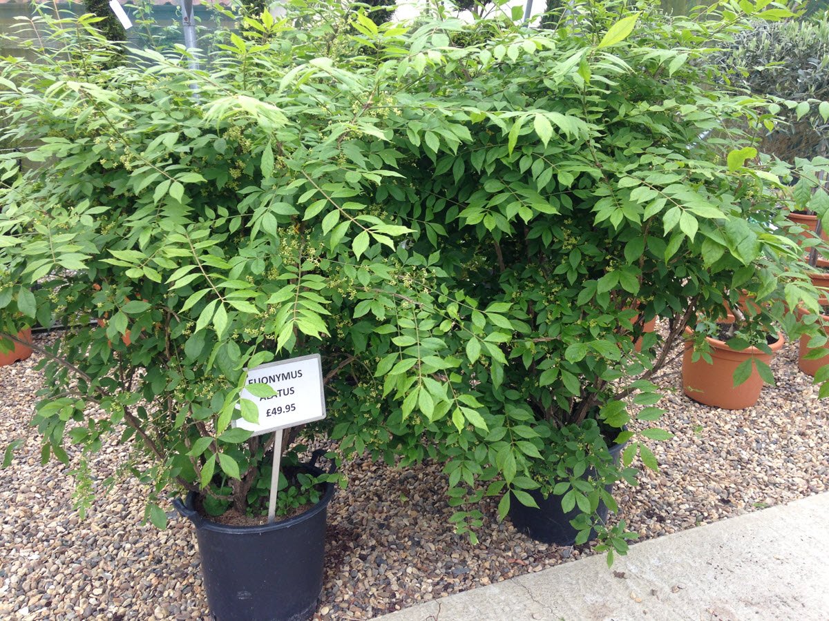 WoolpitPlants's tweet photo. Looking for a feature shrub for the garden? Euonymous alatus may fit the bill, with dark green leaves that turn brilliant shades of red in autumn. 
#FeatureShrub #GardenPlants #Woolpit #BuryStEdmunds
https://t.co/UjyCt5rv7o https://t.co/nkTeV6iwmX