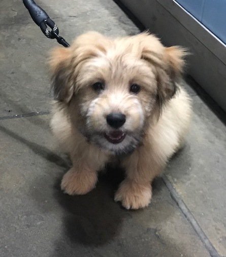 SmokehouseKent's tweet photo. What a dreary day! Here's a puppy to cheer you all up. His name is Duddley. Did you know we are now dog friendly? https://t.co/AagPXfgieA