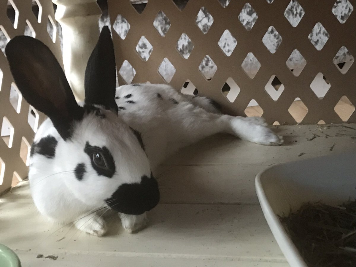 LauraAlexandra8's tweet photo. Me and this little guy will be on @BoxHits_ at 12pm and @4Music 1:30pm reviewing all the latest music videos! #francestherabbit #musicvideos #4music #boxhits #myrabbitsfamous https://t.co/dQjxVkA8kH