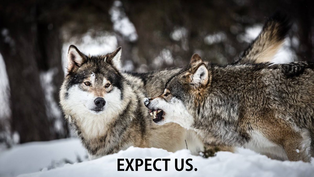 WOLF CULL IN NORWAY: EXPECT US. 

The Norwegian government seems determined to wipe out the already critically endangered population of wolves...

facebook.com/21836773237172…