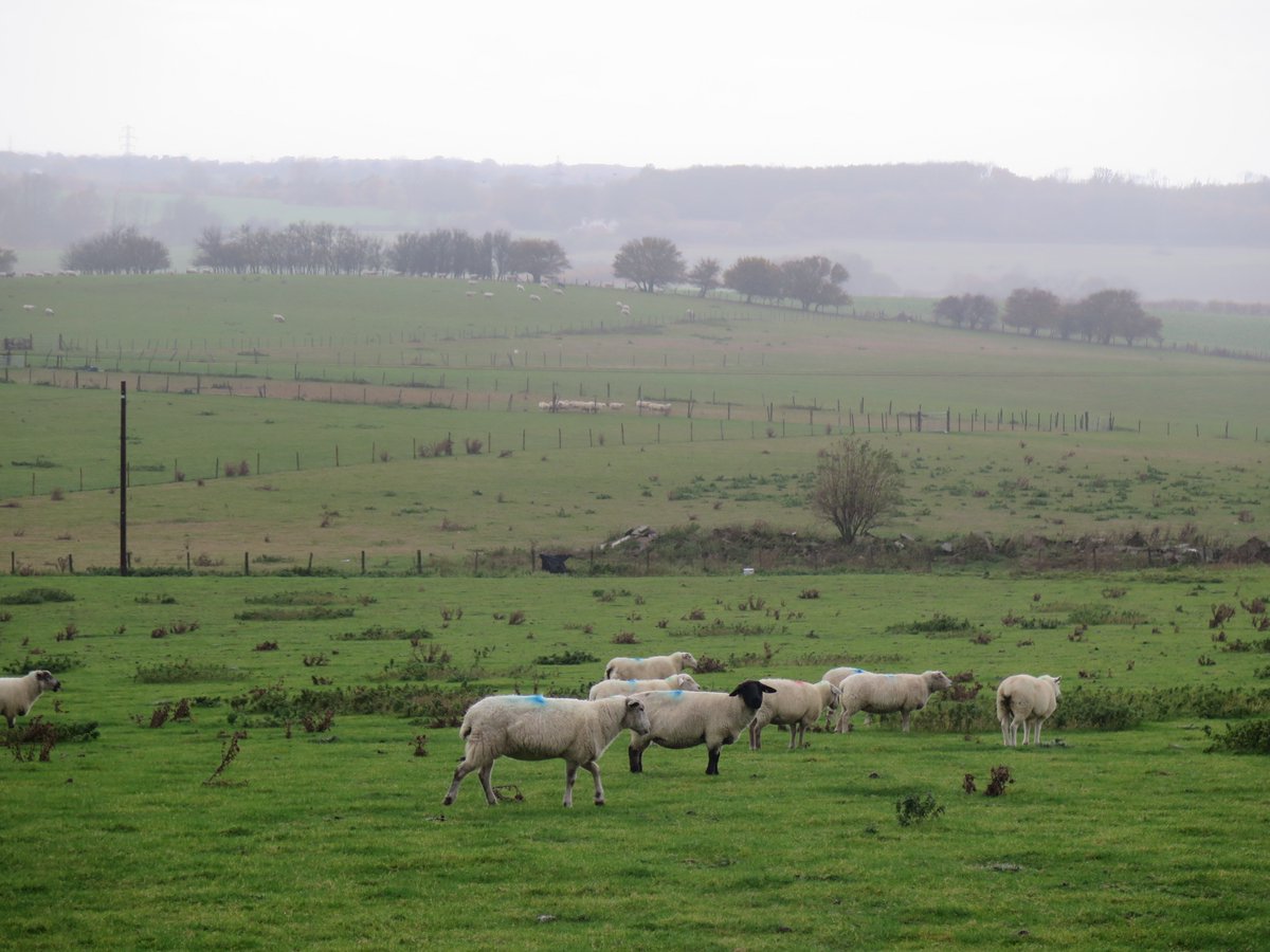 susanjcarey's tweet photo. At #Postling this morning for the craft fair in aid of @PilgrimsHospice Good to see people still coming despite the heavy rain. These Postling sheep seem stoical about the weather. #WetWool https://t.co/876iJG6xQZ