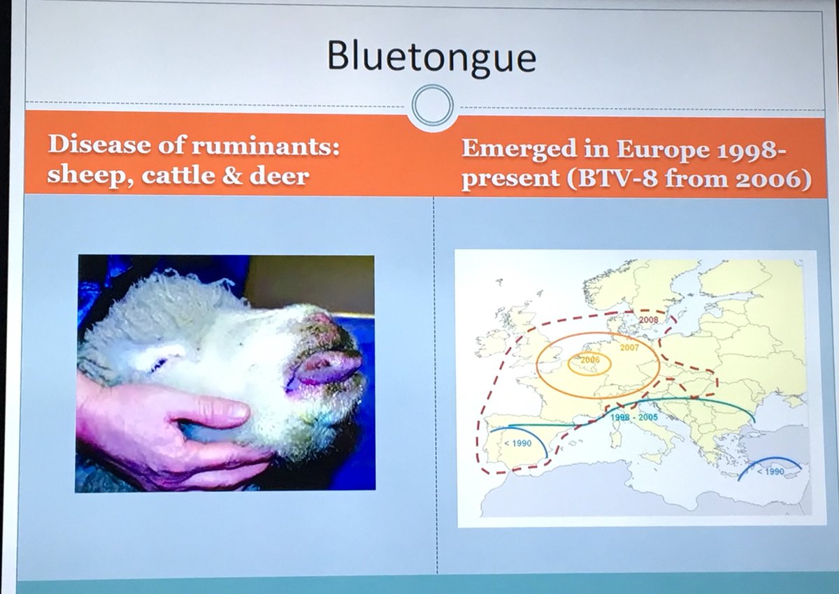 moonrellfi's tweet photo. Nice review of blue tongue epizooty and changing spatial epidemiology in Europe by @Baylism -  nice slides today #OneHealthLPL https://t.co/UEOnfQnHdT