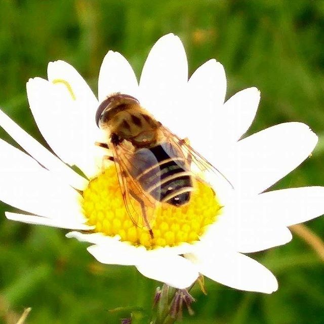 beewebapp's tweet image. #savethebees🐝 #bees #apicolturaurbana #honigbiene #bee #beekeeper #beekeeping #apiary #apicoltura #apicultura #apicultores #biene #pcelarstvo #cebele #melli #beekeepers