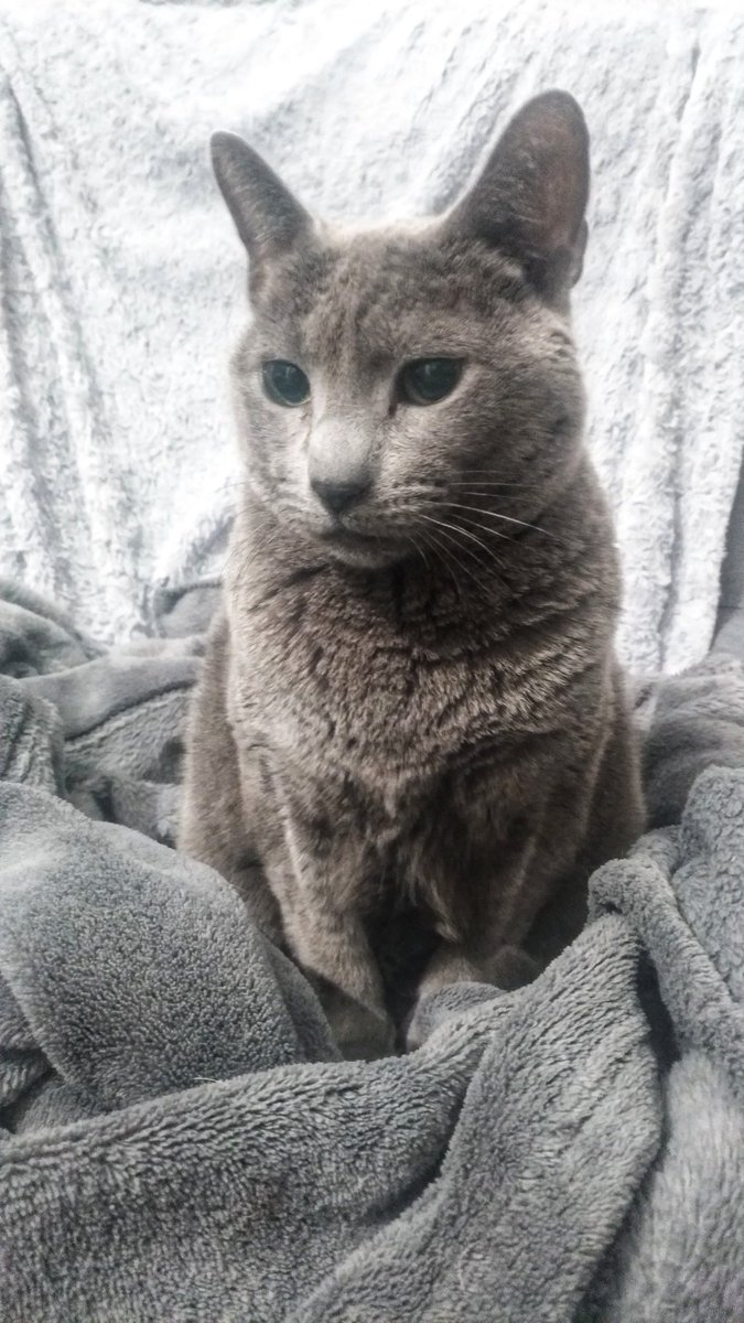 pasmalin's tweet photo. en janvier 2013 on lui découvre une cardiomyopathie hypertrophique et on ne lui donne que  6 mois 1 an à vivre, poupie fête ces  12 ans aujourd'hui :o) #chat 🐱🎉🥂🍾🎂 https://t.co/3MWXOqKJ5j