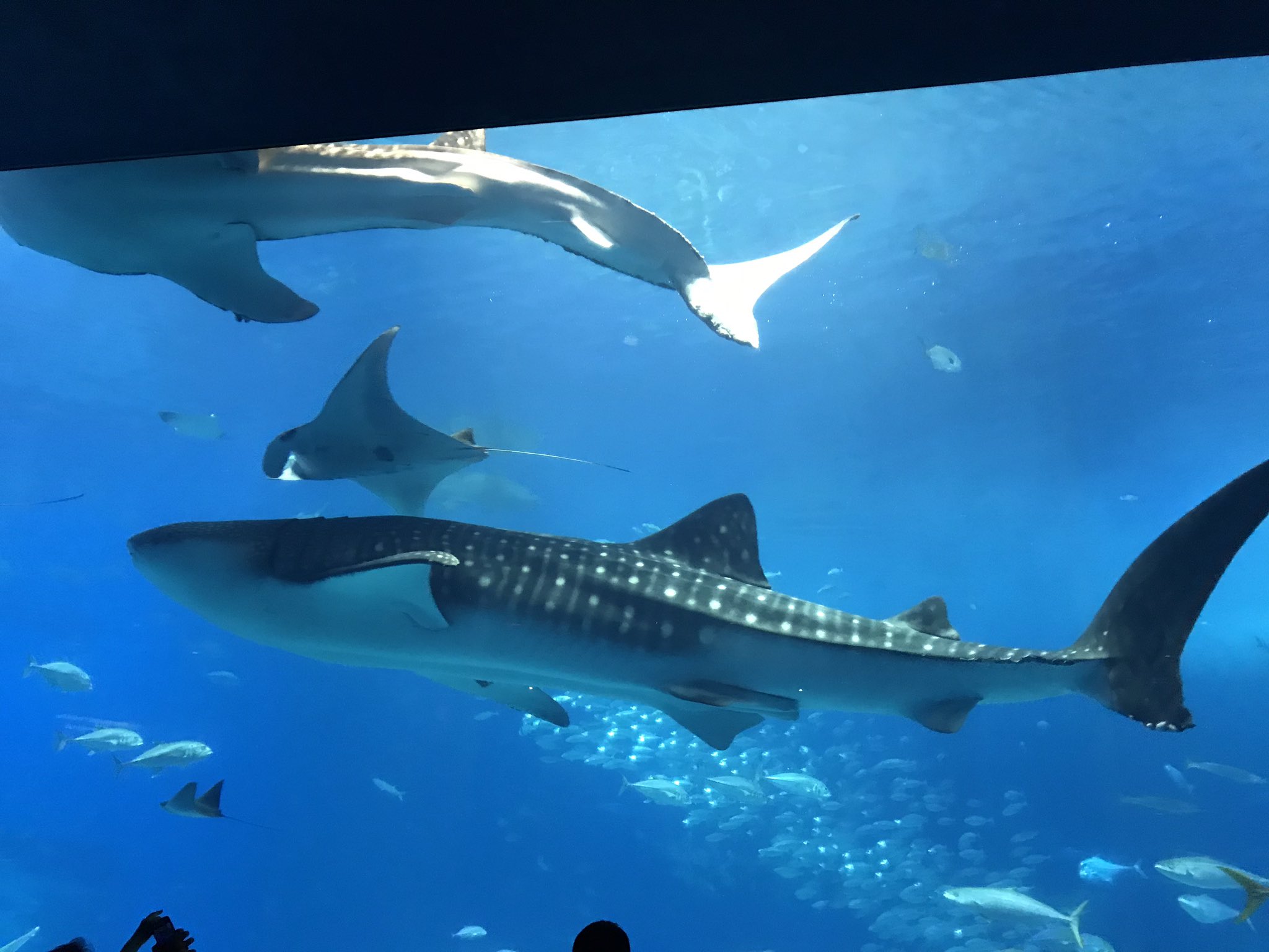 ｼﾞｭｷﾔ 美ら海水族館めちゃ楽しかった 壁紙にしまーす