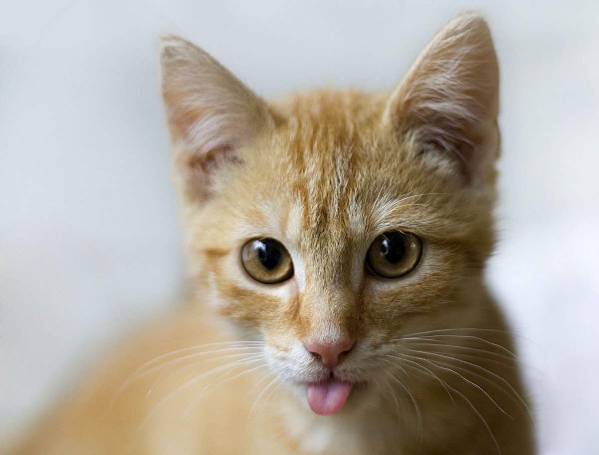 CuppaZee's tweet photo. @munzeemom @Munzee Here is a cat... https://t.co/y55G3id7ro
