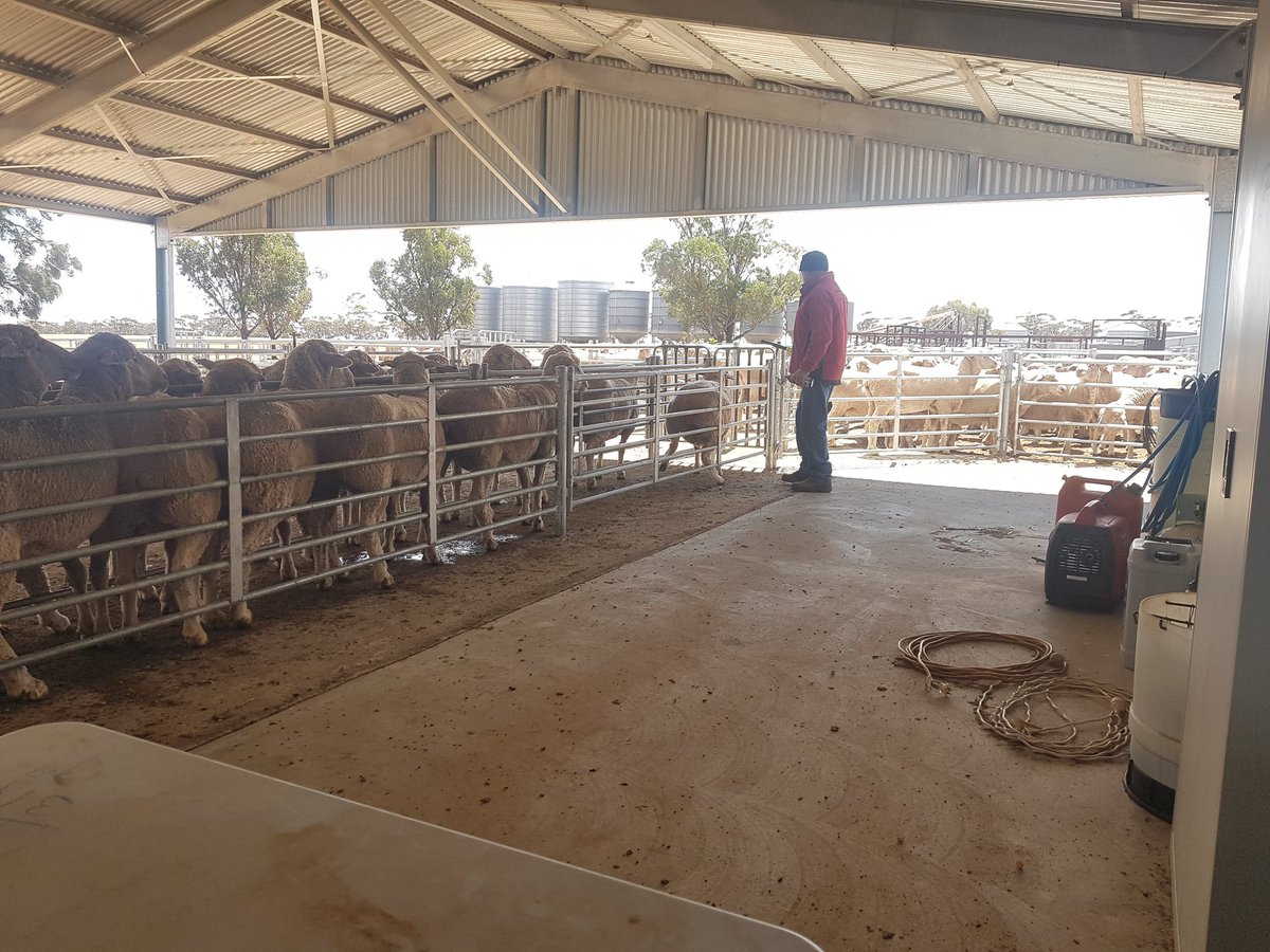 LRamsay22's tweet photo. AI sire allocations to ewes. Combining ewe phenotypes and figures to (hopefully) breed the best possible progeny from the most suitable rams. #KarawathaPark #breedelite https://t.co/zalLBEPFeq