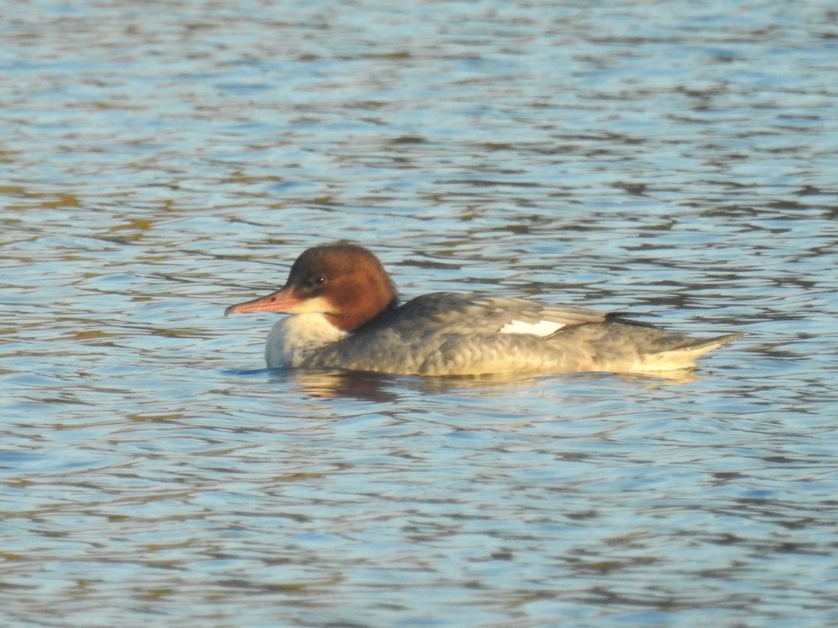 GarybirderNflk's tweet photo. Three Goosander at #whitlingham still and a Red-crested pochard. @YareValleyJus @Norwichbirder #yvbc https://t.co/eTGXFYzEmG