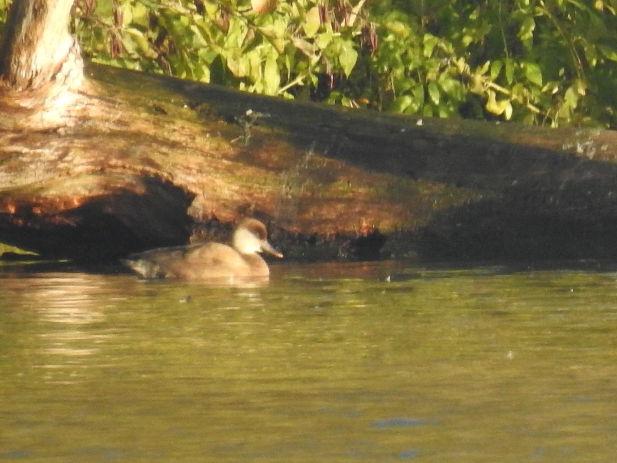 GarybirderNflk's tweet photo. Three Goosander at #whitlingham still and a Red-crested pochard. @YareValleyJus @Norwichbirder #yvbc https://t.co/eTGXFYzEmG