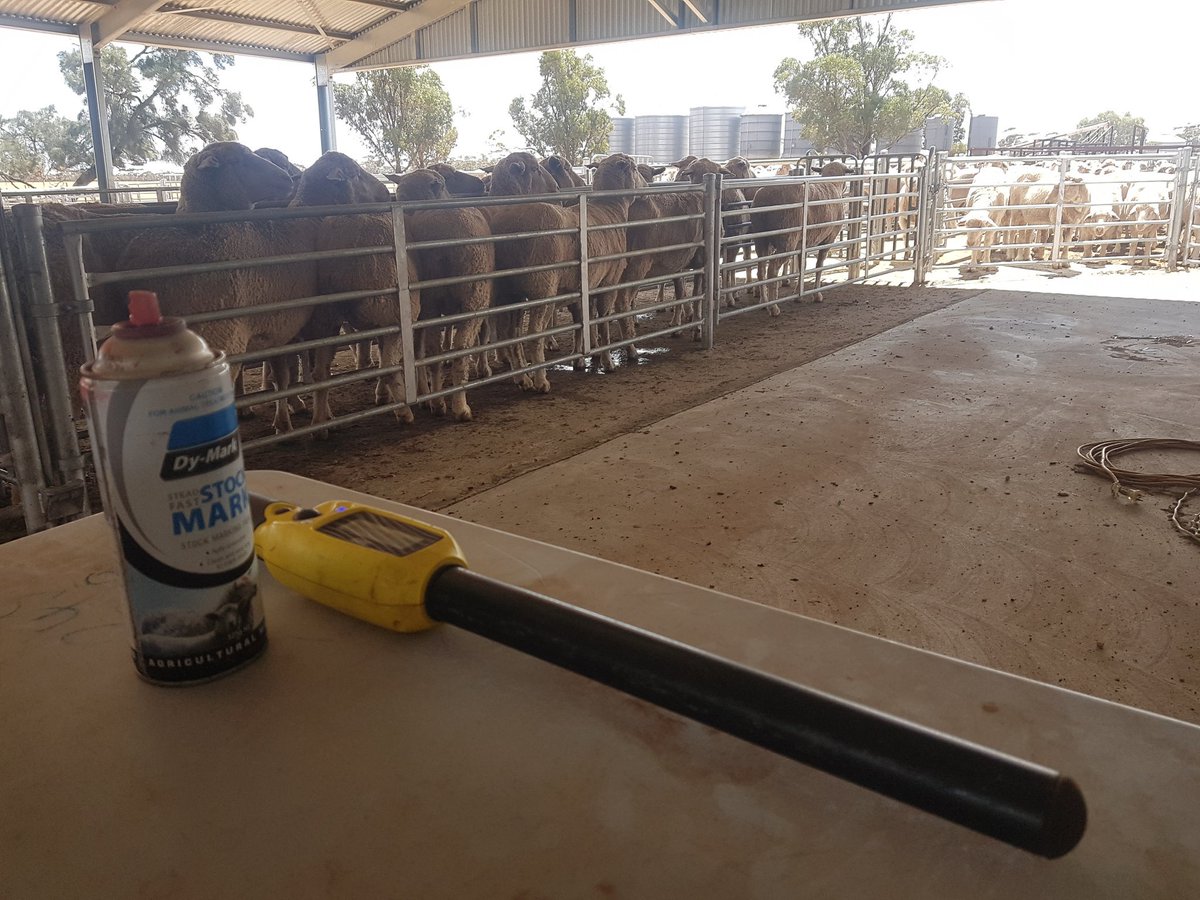 AI sire allocations to ewes. Combining ewe phenotypes and figures to (hopefully) breed the best possible progeny from the most suitable rams. #KarawathaPark #breedelite