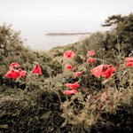 Photo by BBC World War One (@bbcww1)